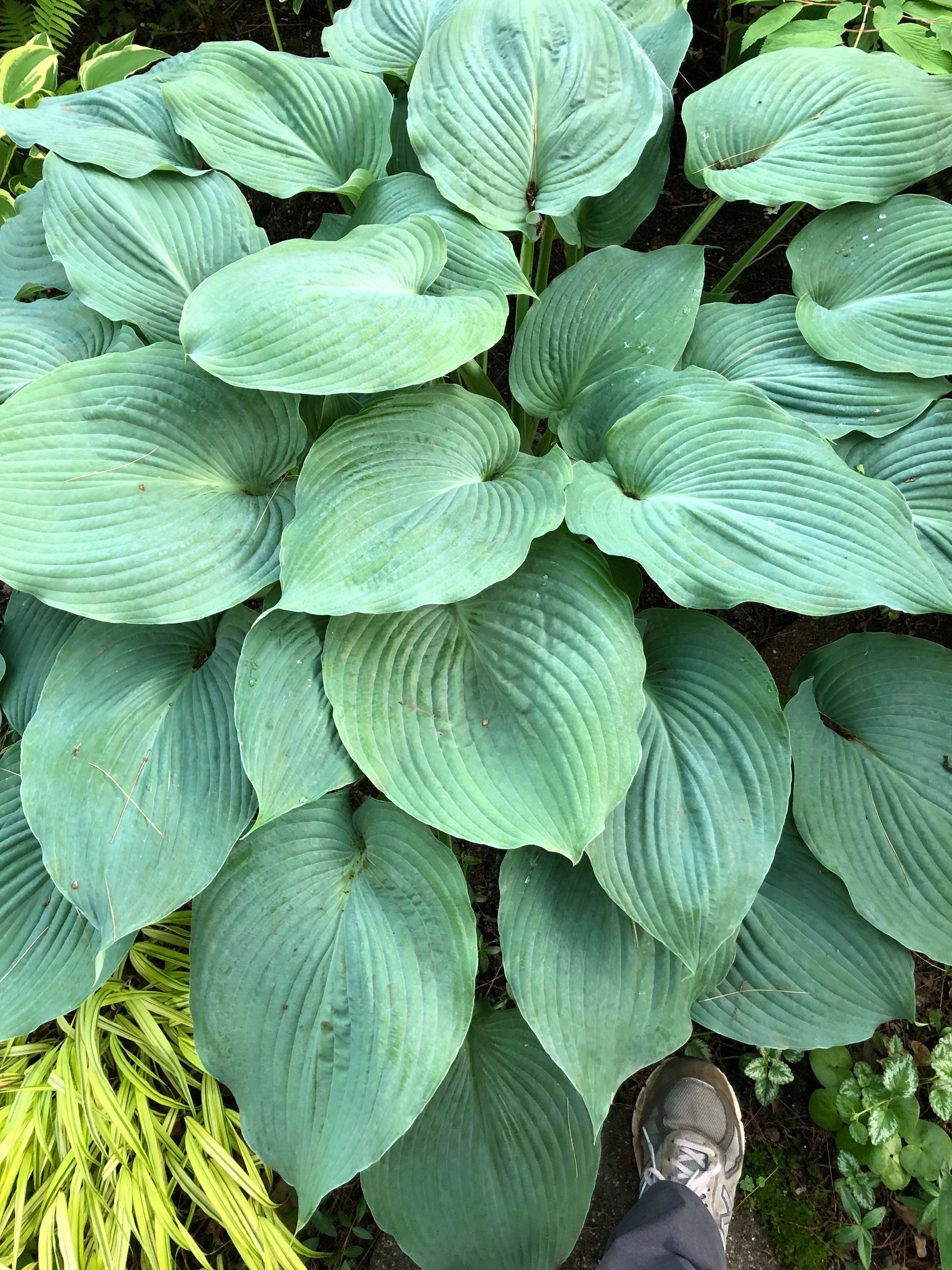 Hosta 'Blue Umbrellas'